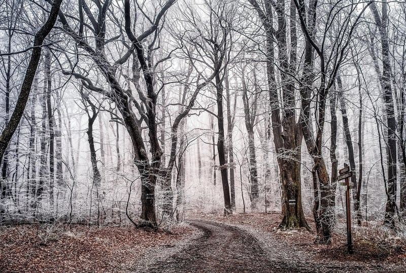 Enchanted Landscape Design