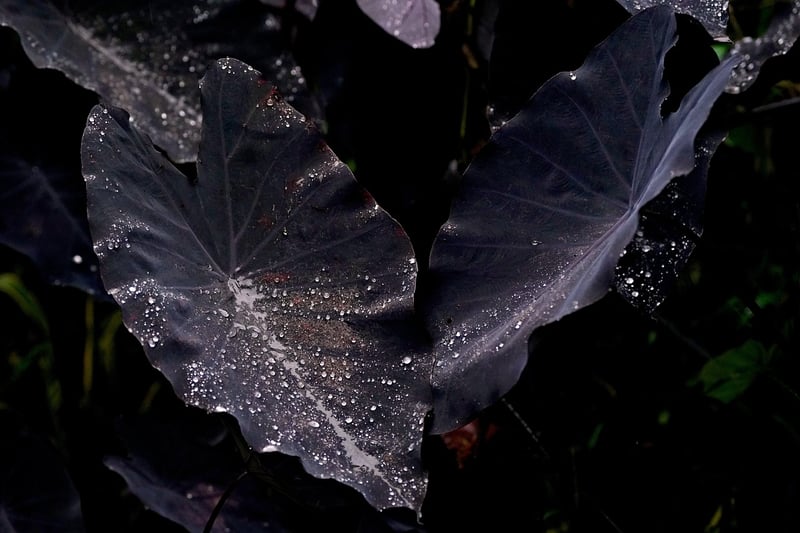 Fantasy Foliage